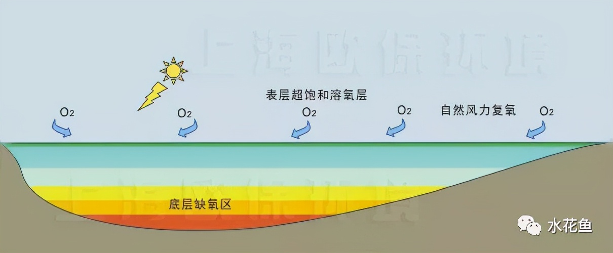 說一說生物的分層現(xiàn)象和水產(chǎn)養(yǎng)殖的分層現(xiàn)象