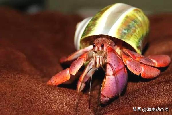 海魚圖片大全,海魚圖片大全及名稱