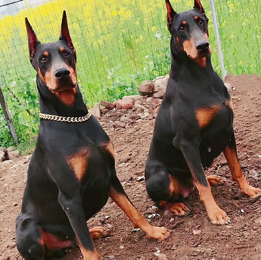 绅士帅气的杜宾犬,你了解多少呢?