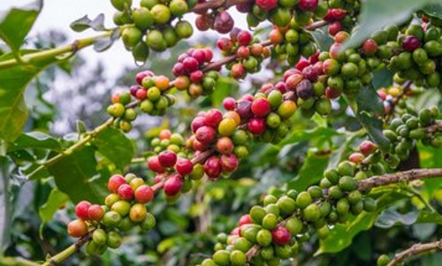 咖啡豆种植（咖啡豆要怎么种及详细步骤有哪些）