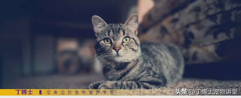 养猫者请注意：以鱼为基础的猫粮，需要关注维生素K的指标