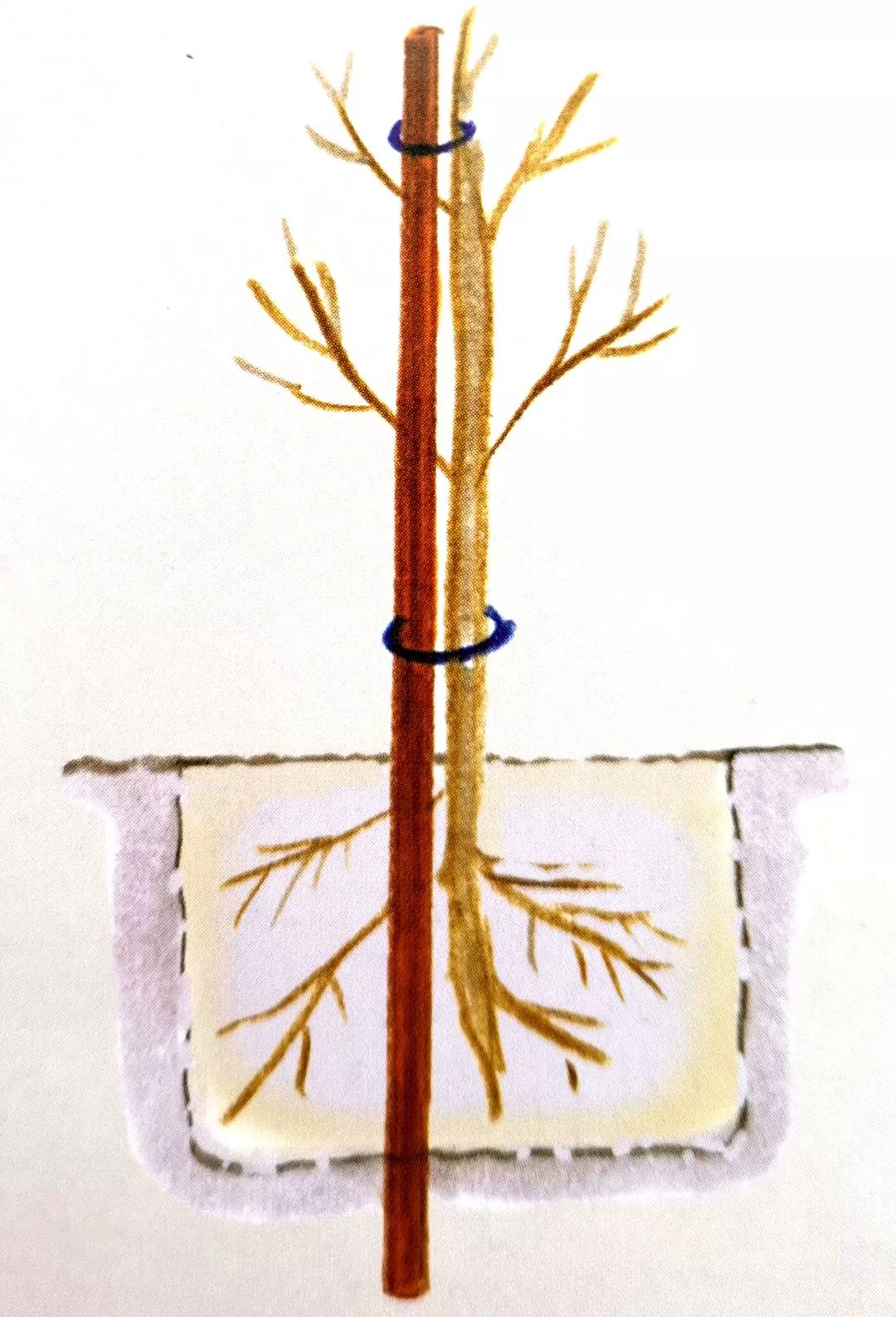 栽種小樹苗，掌握4個(gè)技術(shù)要領(lǐng)，來(lái)年小樹定會(huì)順利開花結(jié)果
