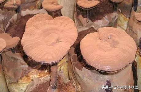 这是一篇透着“吉林温度”的广告！