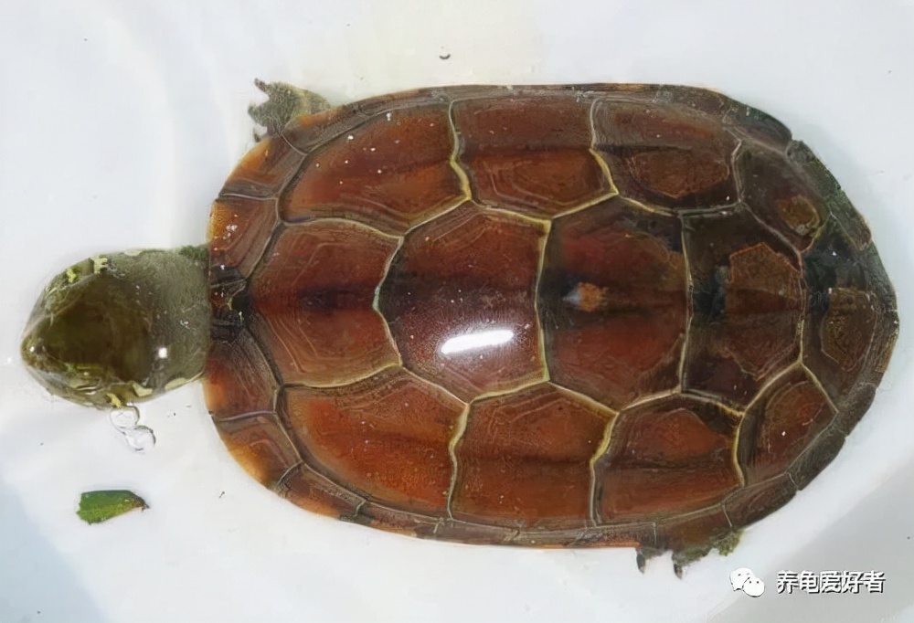 听说这样养金线龟,金线从此不再有