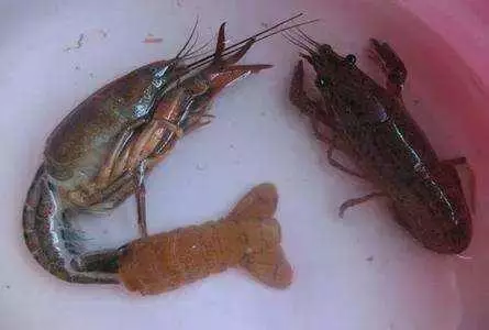 六月份疾病高发，小龙虾养殖户要注意！小龙虾甲壳变红有啥坏处？