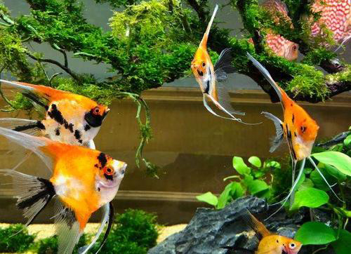 神仙鱼新手适合养吗