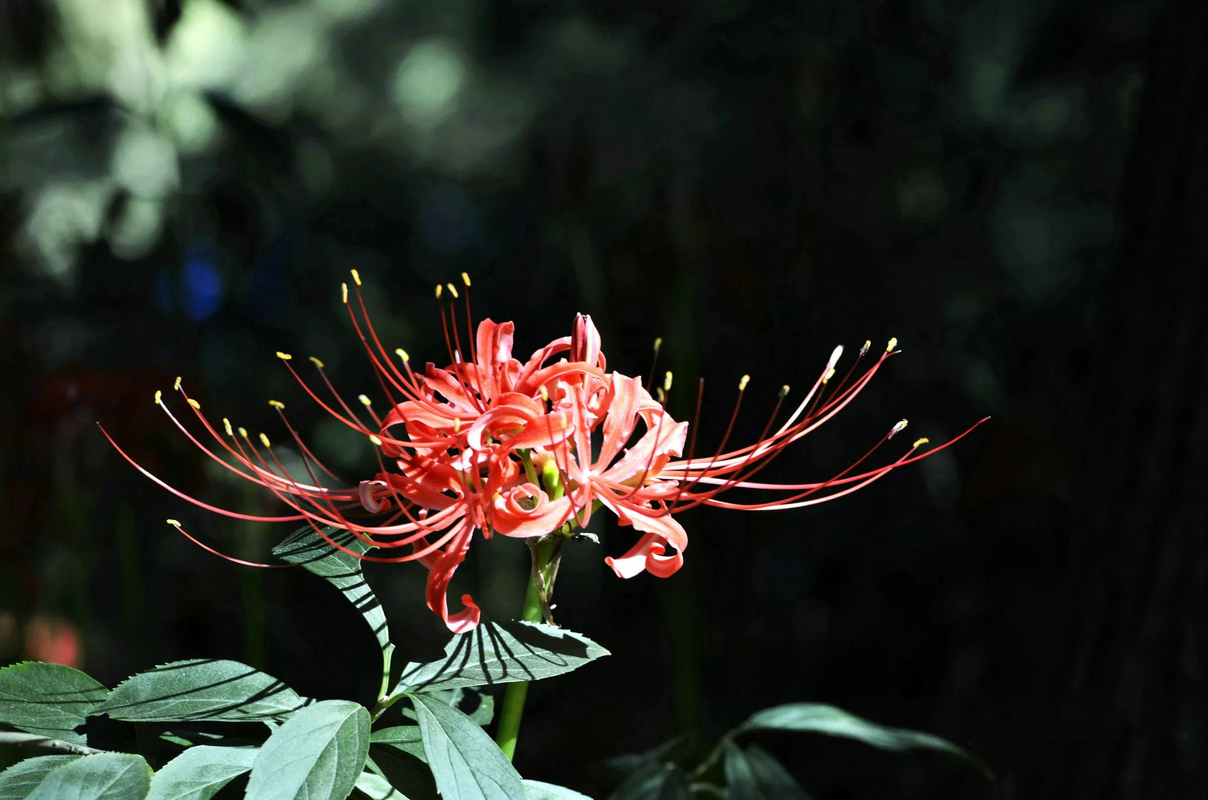 彼岸花其实就是石蒜,这种花有一个特点,就是开花的时候看不见叶子,有