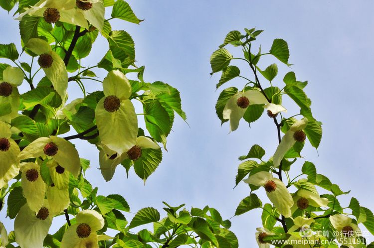 玉壶峰下松涛起，天界佛国掸尘埃！走遍千山万岭，唯天门山独有