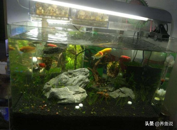 鱼缸壁摸到滑滑物质，是硝化菌成功建立的信号吗？