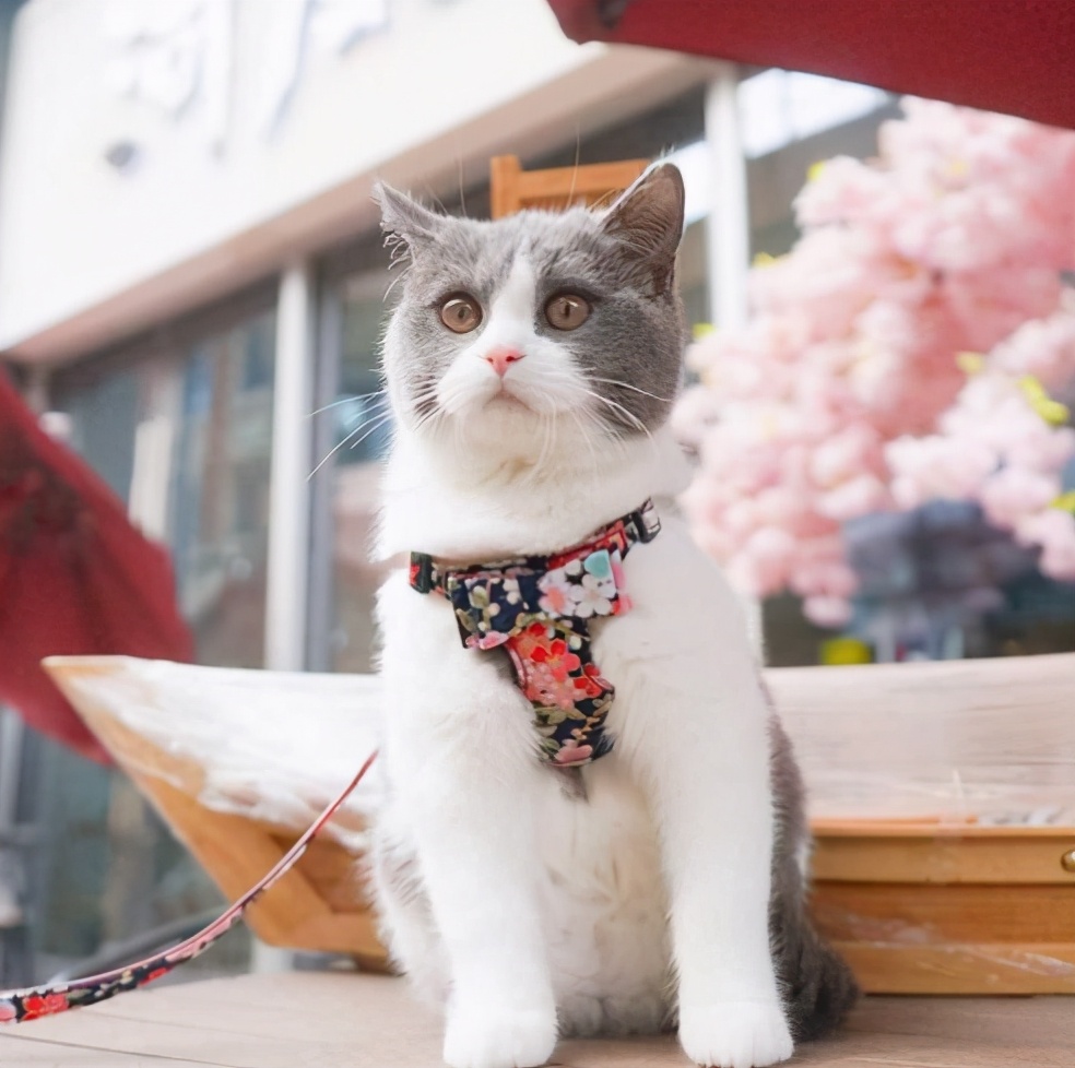 “蠢猫”的表现，你家猫咪占了几条？
