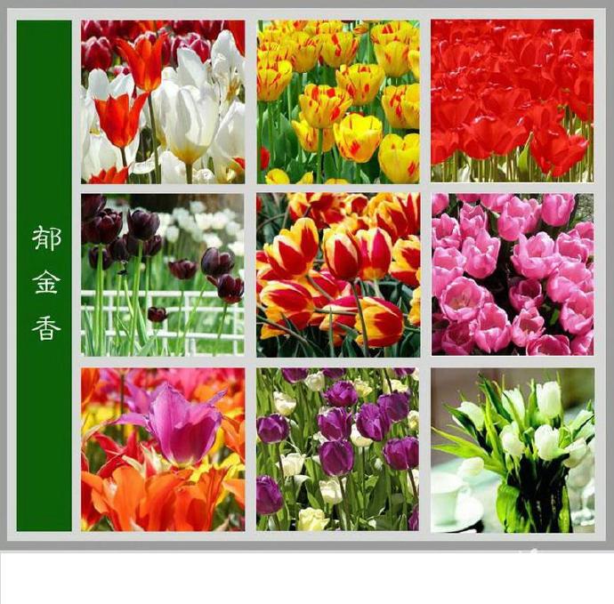 100种花的名字图片100种花的名字图片花的种类大全