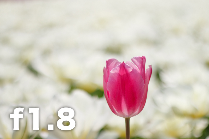 拍照想虚化背景？教新手如何控制景深