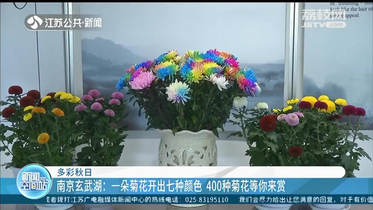 南京玄武湖：一朵菊花开出七种颜色 400种菊花等你来赏