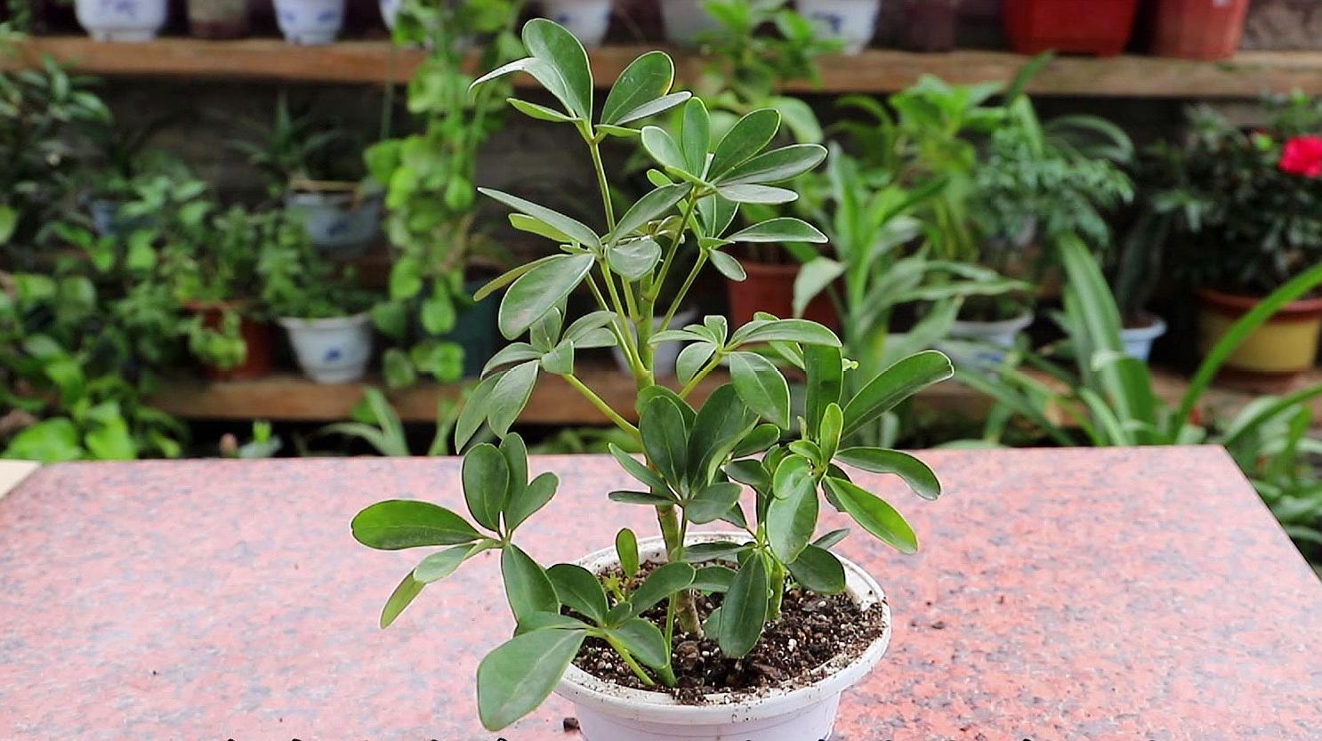 鹅掌柴是招财树吗(鹅掌柴是招财树吗咋修剪) - 上海苗木信息网