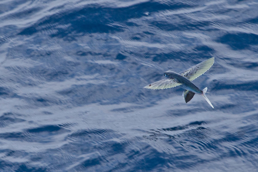 在天上"飞"的鱼?飞鱼:说多了都是泪.