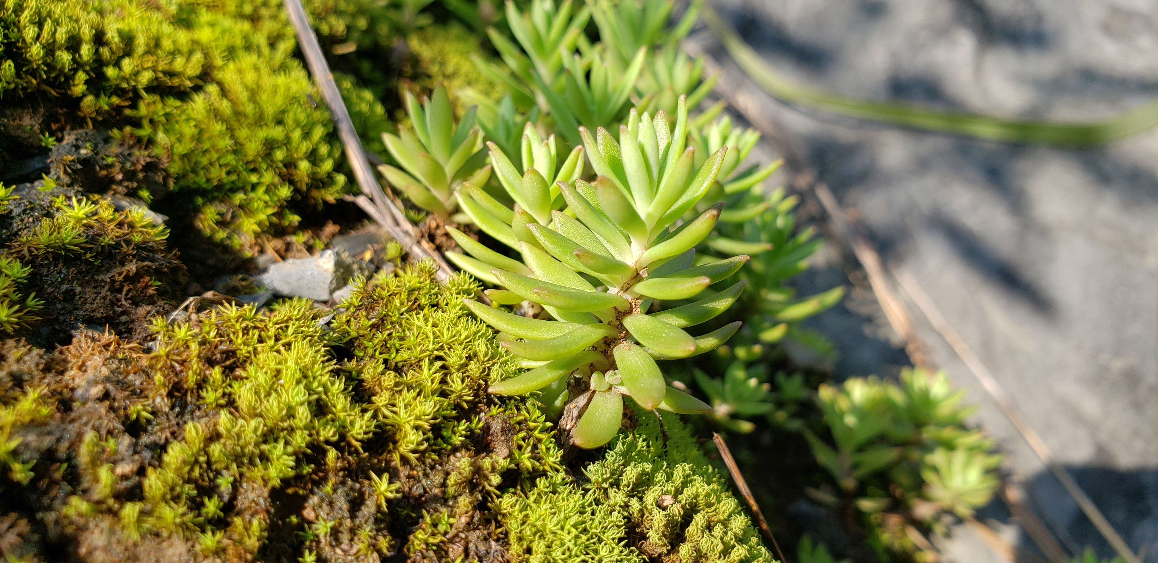 垂盆草,佛甲草,有花友不认识,其实不同之处很多,你了解吗?