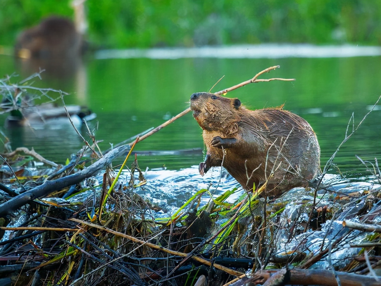 河狸:号称人类之后第二大建筑师,蠢萌的外表下,却带来极大伤害