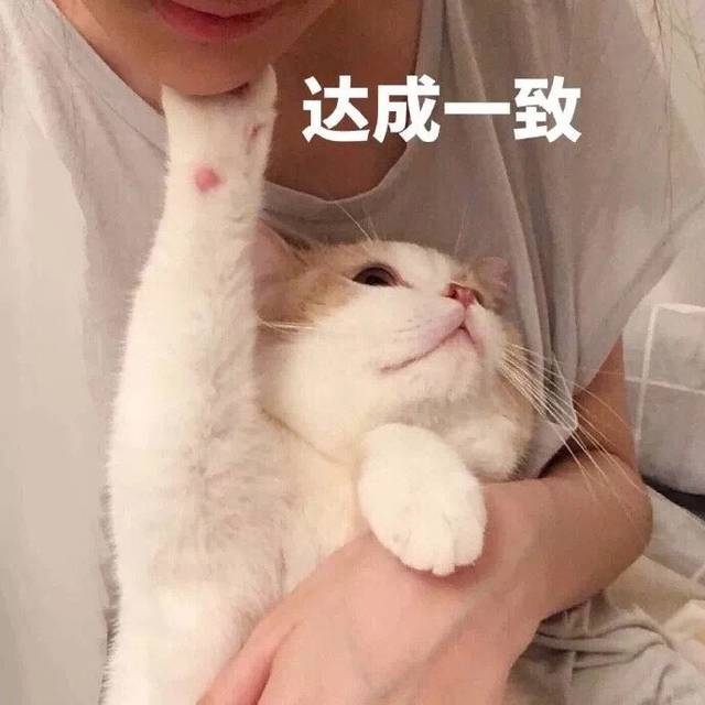 这几种猫“不易生病”，还便宜，养猫首选它们