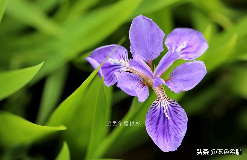 鸢尾兰长什么样子（实拍18张紫色的鸢尾花照片）