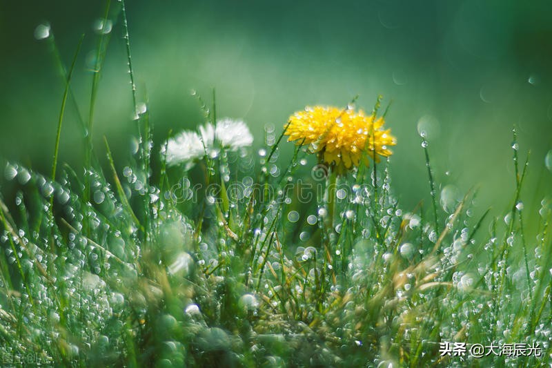 关于赏雨的唯美句子_晶羽文学网