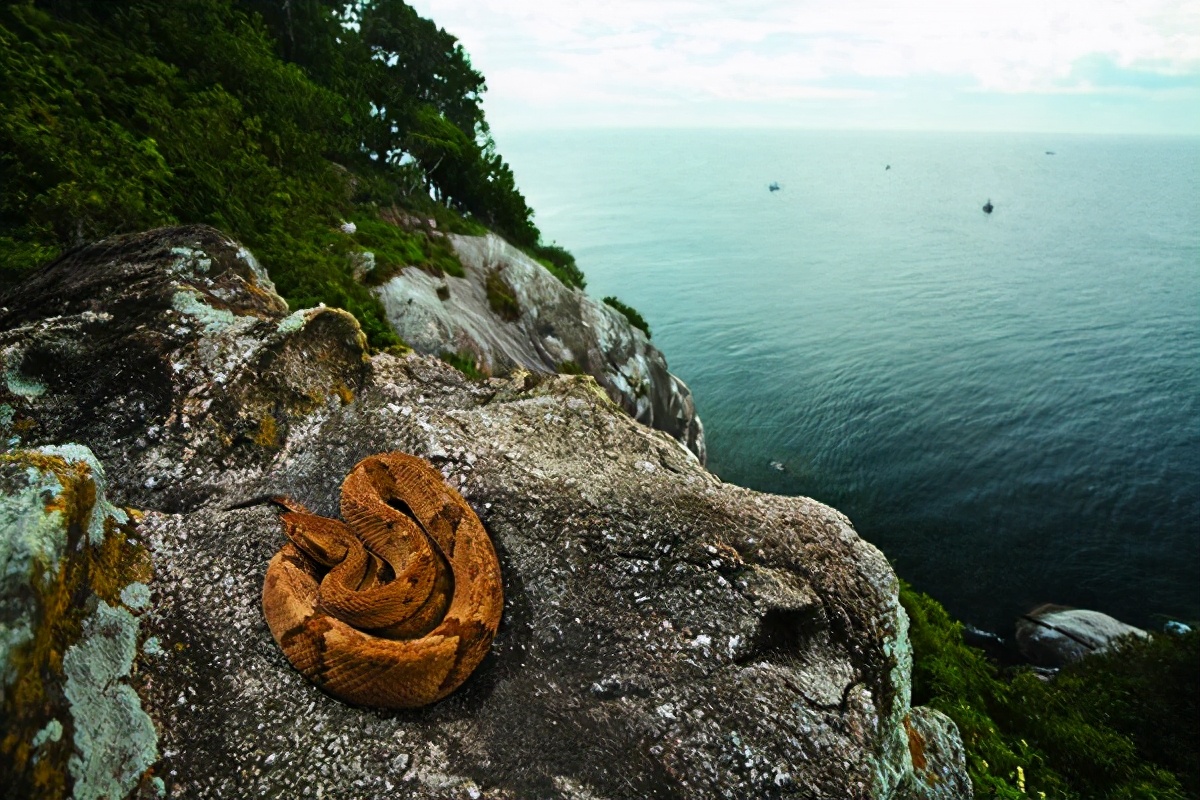 五龙岛蛇岛图片