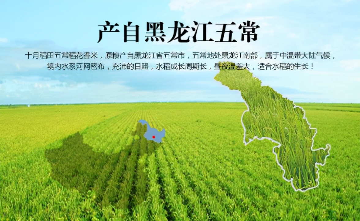 买五常大米，不管啥牌子，认准米袋“4行字”，就是真五常大米