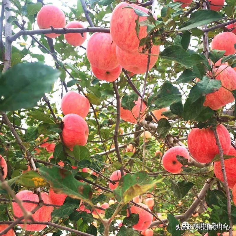 苹果几月成熟（常见的23种苹果的品种产地及成熟时间）