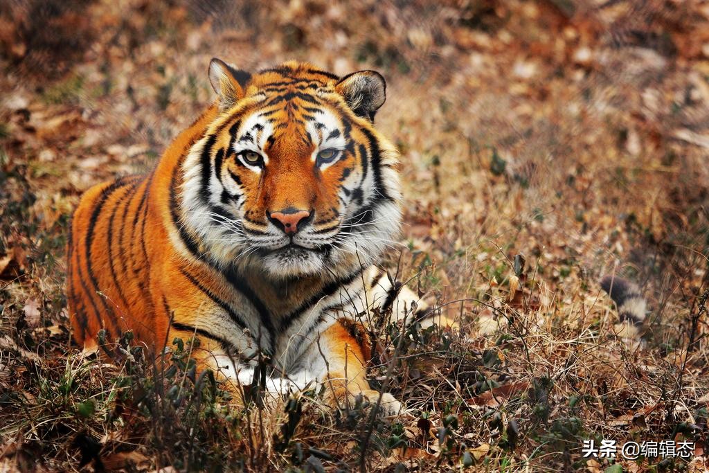 华南虎亚种(panthera tigris amoyensis)白鳍豚(lipotes vexillifer)