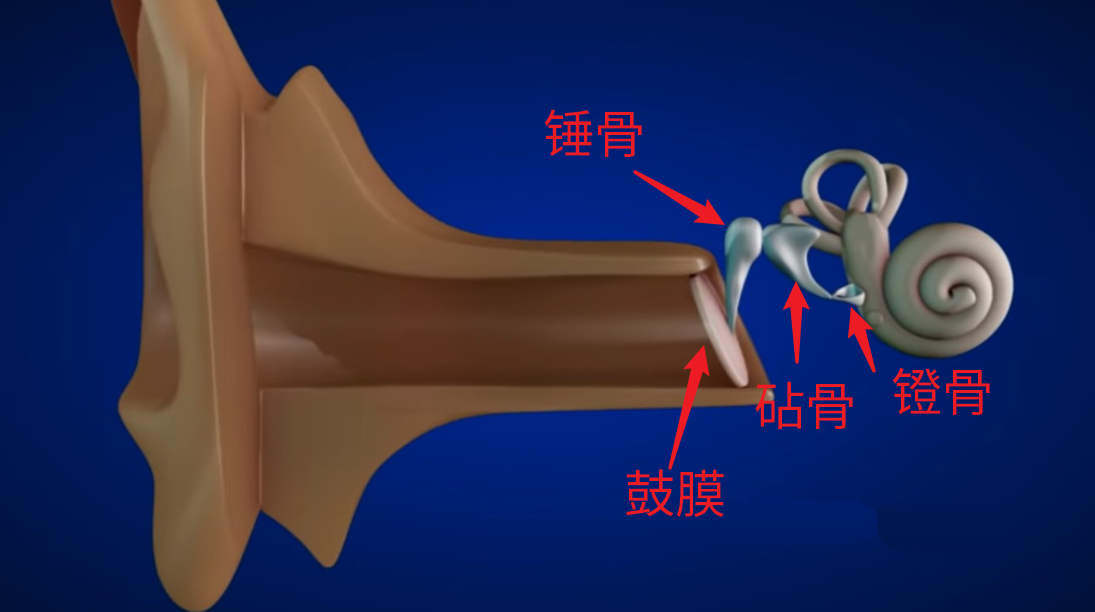 30多万人工耳蜗掉厕所，人工耳蜗真这么贵？捞不上来重配需开颅？