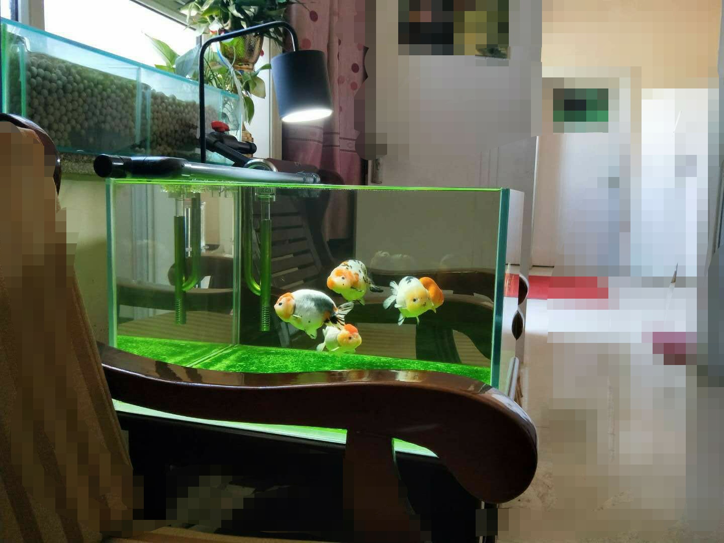 養魚的水,養魚的水怎樣才能養好水質