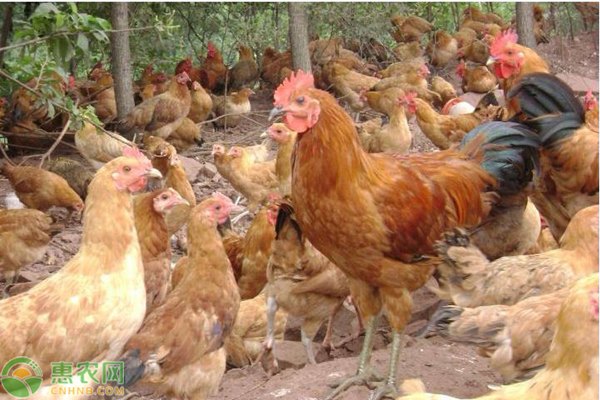 家鸡在市场上一般多少钱一斤？如何辨别真假家鸡？