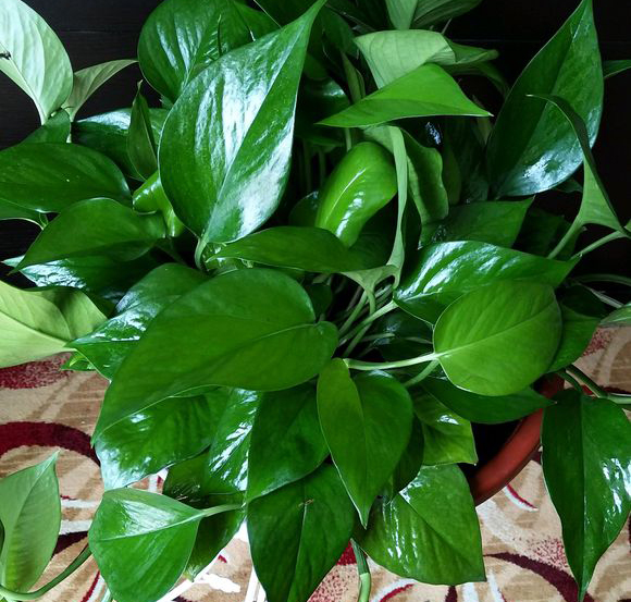 ?浇水就疯长,5种绿植养护简单,有水就能活