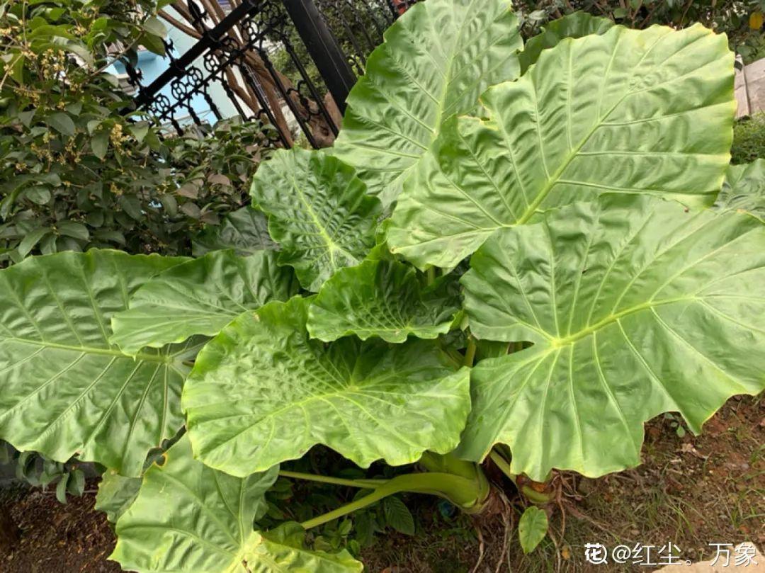 24种花,净化空气最厉害,绿萝竟然倒数