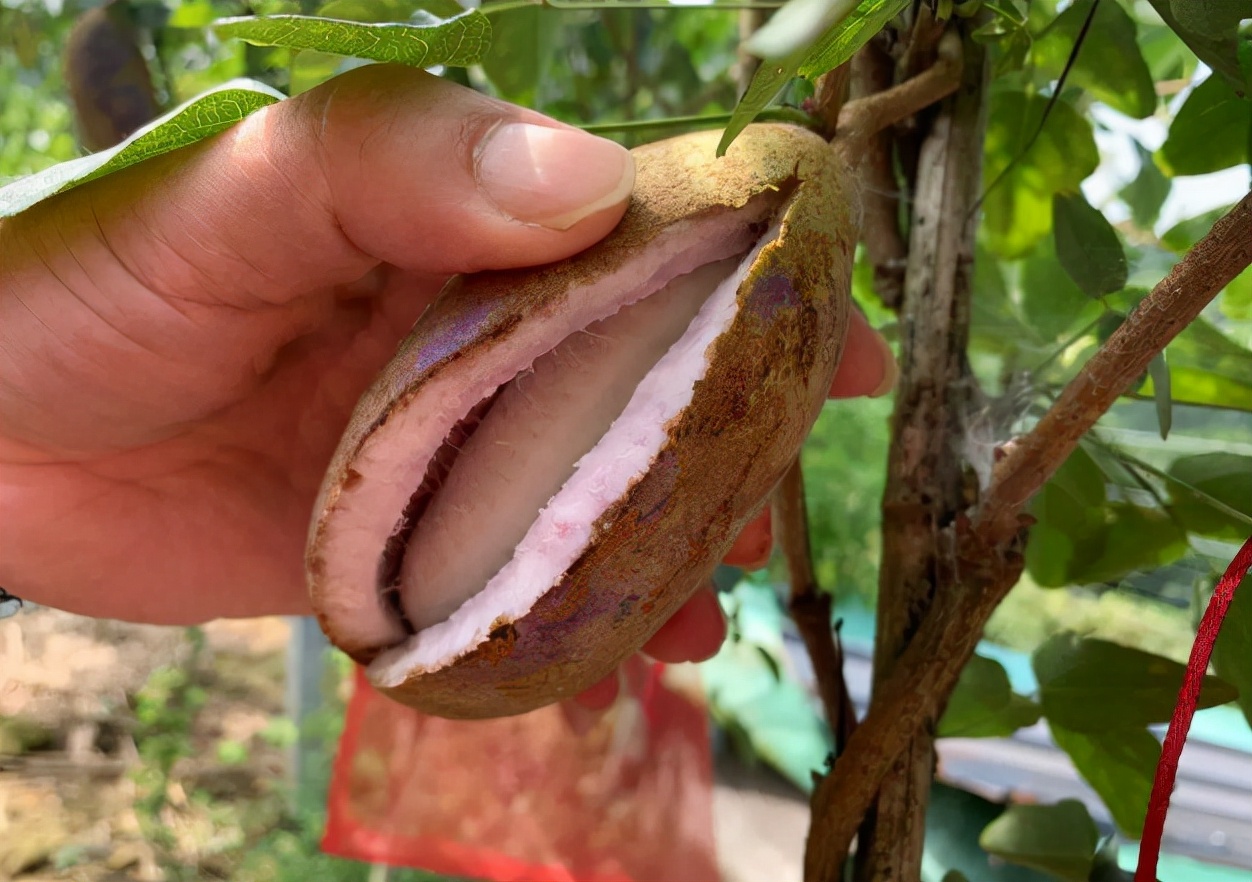 俗称"八月炸",酷似香蕉,熟后会"炸开",很多人没吃过