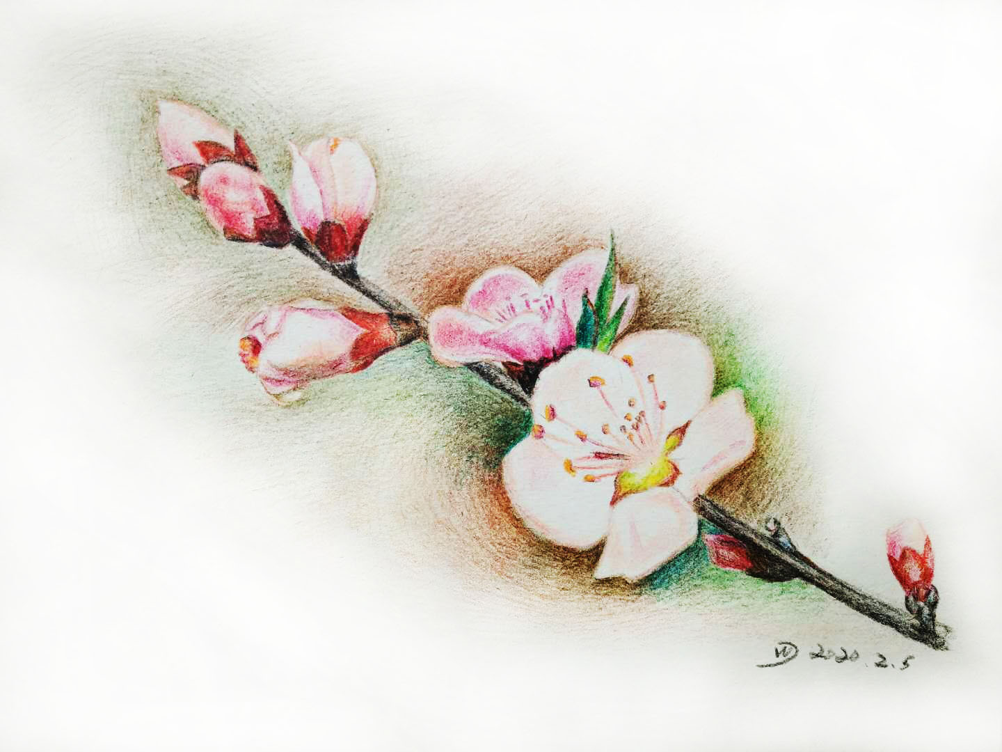 桃花的简笔画水彩图片