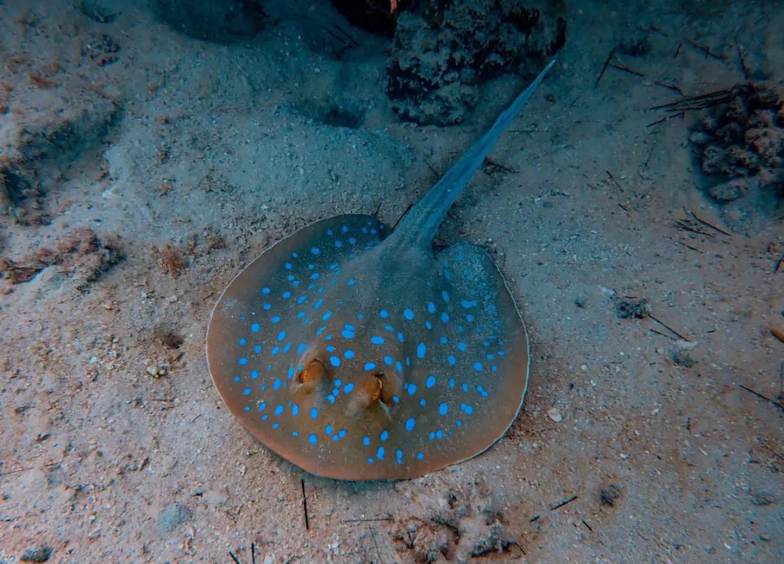 世界十大最恐怖海洋生物(盘点十种剧毒海洋生物)