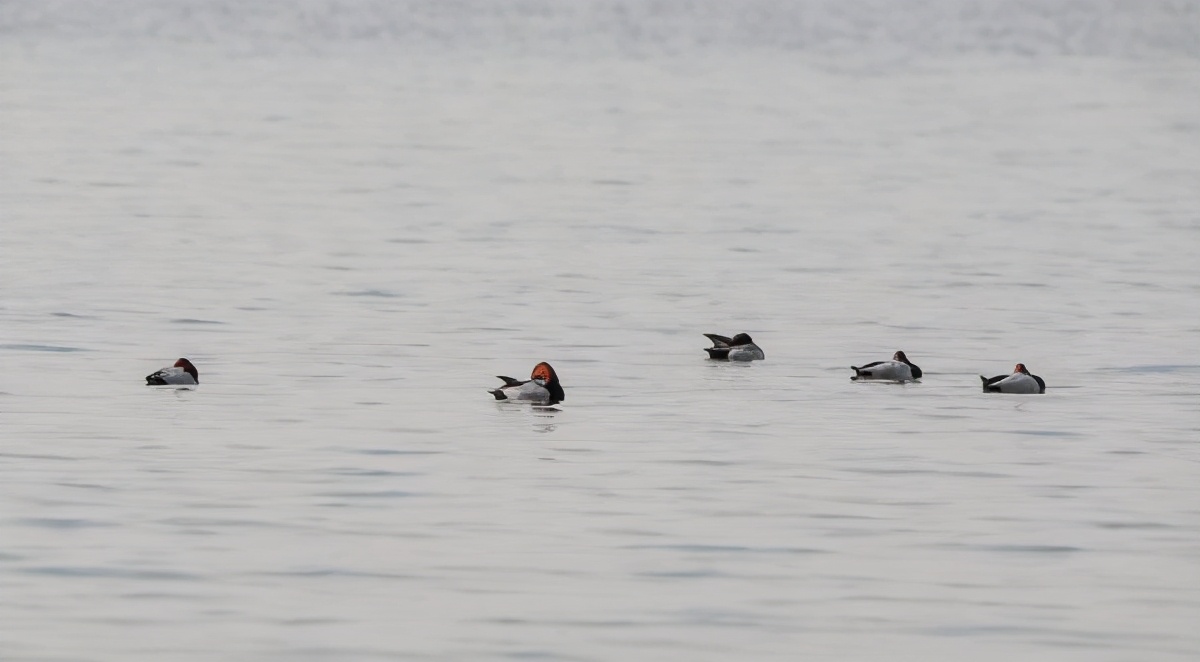 呆萌的红头潜鸭、成群的丝光椋鸟……东湖的候鸟朋友上新了