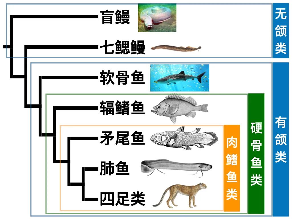 一个你意想不到的冷知识，其实人类也是一种鱼