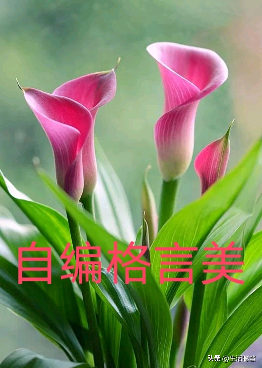 心向光明，行则不惧；自律者强，自省者明。