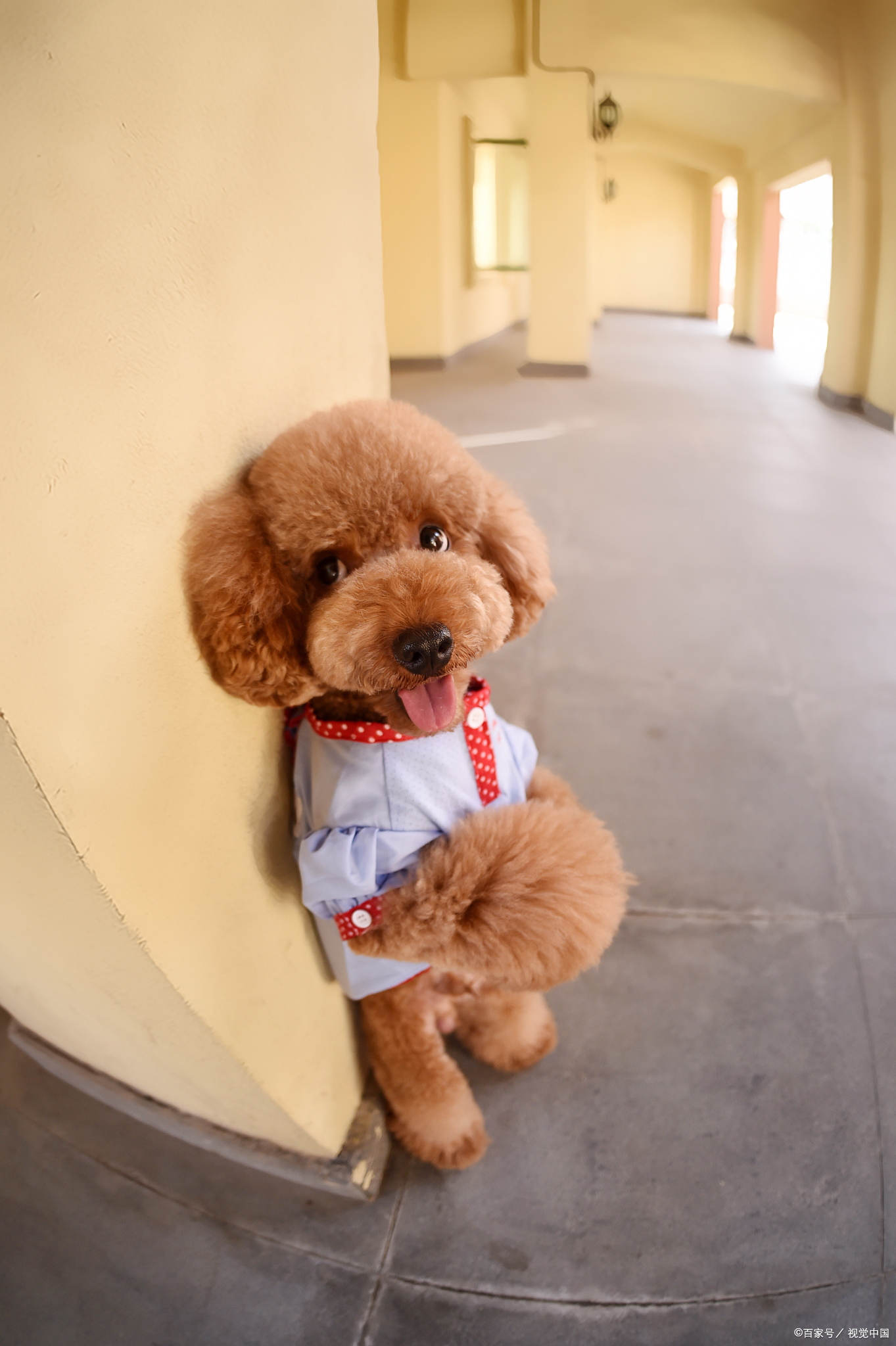 泰迪怎么养?记住这几招,狗狗养好后,能成为家中的"调节剂