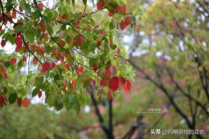 沁香中，恼人的香樟树落叶季又到了 | 植物笔记