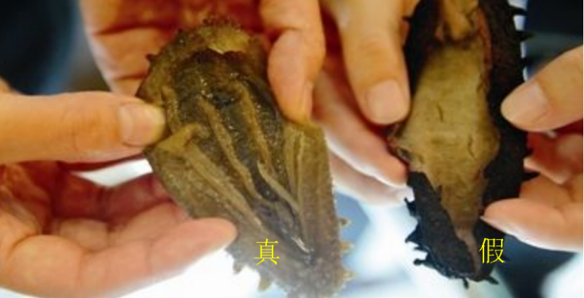 人造海參,人造海參和真海參圖片