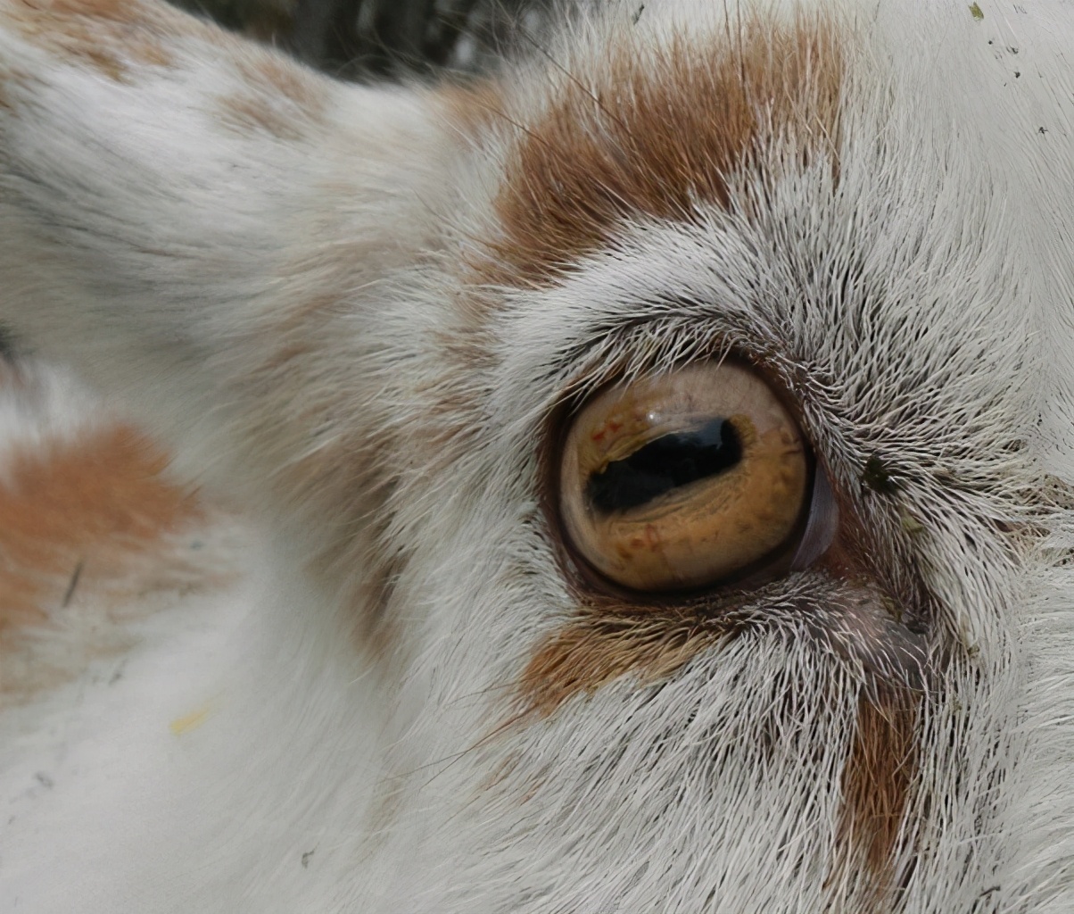 哪种动物的瞳孔是长方形的（分享陆生动物的不同瞳孔大全）