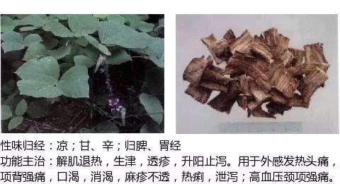 300个中草药图谱（附主治功效），知道一半就太牛了（上）