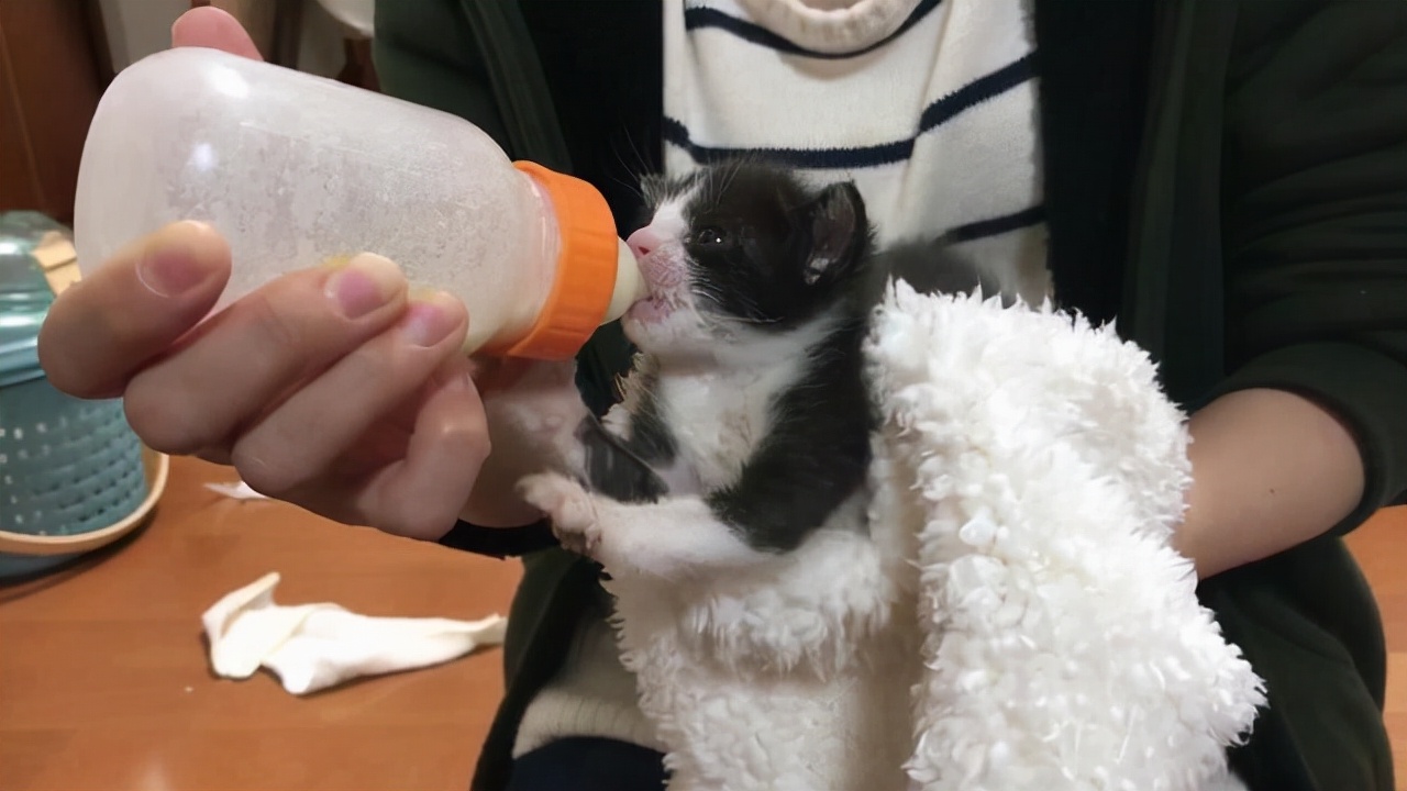 兽医告诉你：如何判断小猫的年龄，一般看这5个地方就懂了