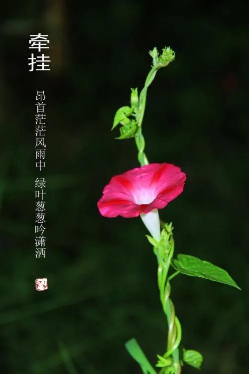 七夕散文诗(关于七夕的现代诗歌)