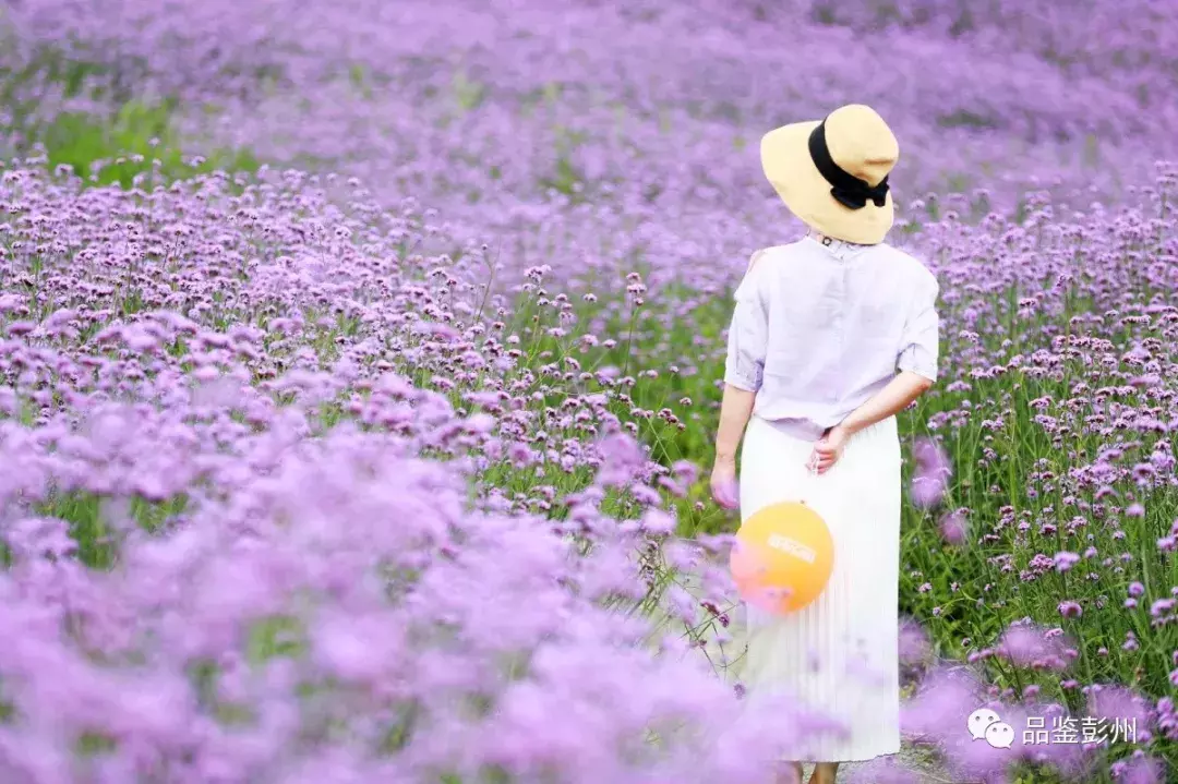 惊艳！蜂鸟闹花枝，彭州这片百亩紫色花海浪漫如仙境