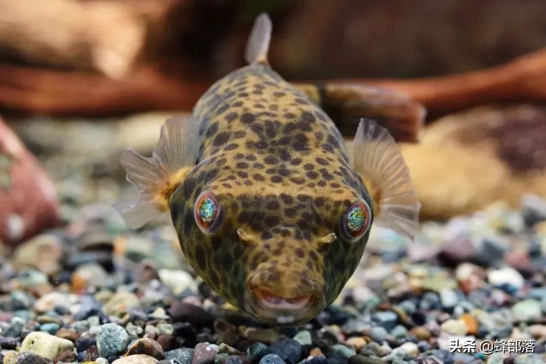 黑魚喜歡吃青蛙,小魚小蝦,螺螄等動物,也可以吃青草等植物,黑魚喜歡