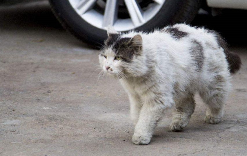 猫咪“发抖”可不是怕冷，可能是在向你求救