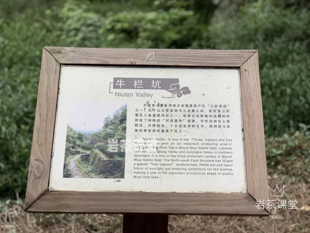 10000元一斤的岩茶，有苦涩味吗？4段经典故事，看懂苦涩味